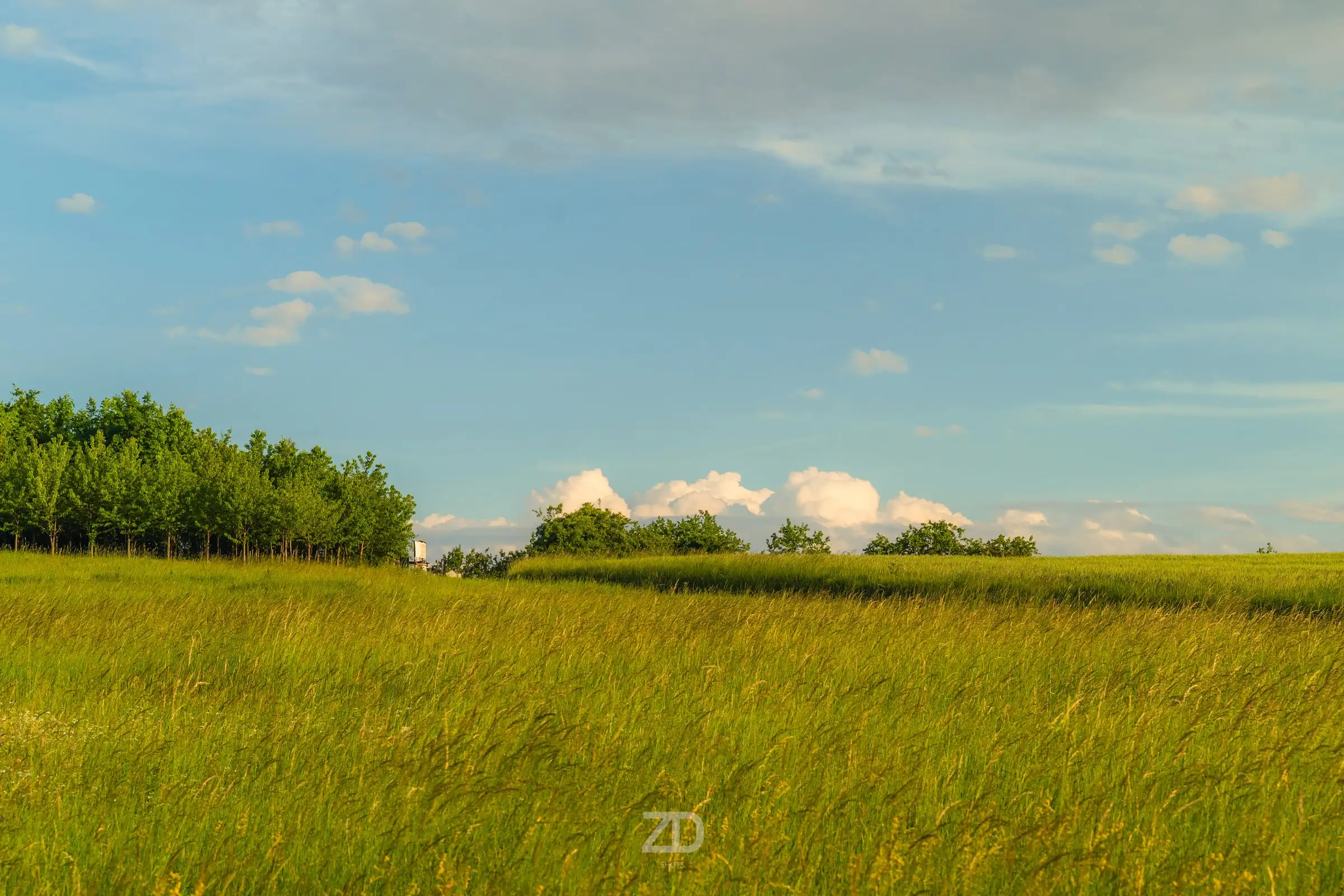 Wiese mit hohem Gras unter blauem Himmel und kleinen Wolken