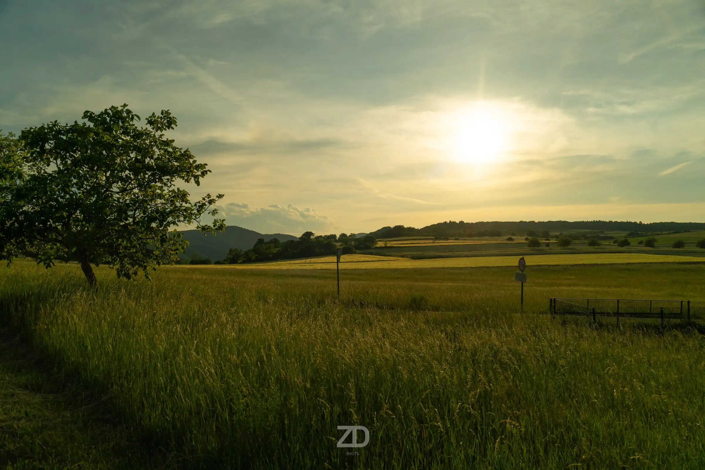 Tiefe Sonne über einer Wiese mit Baum