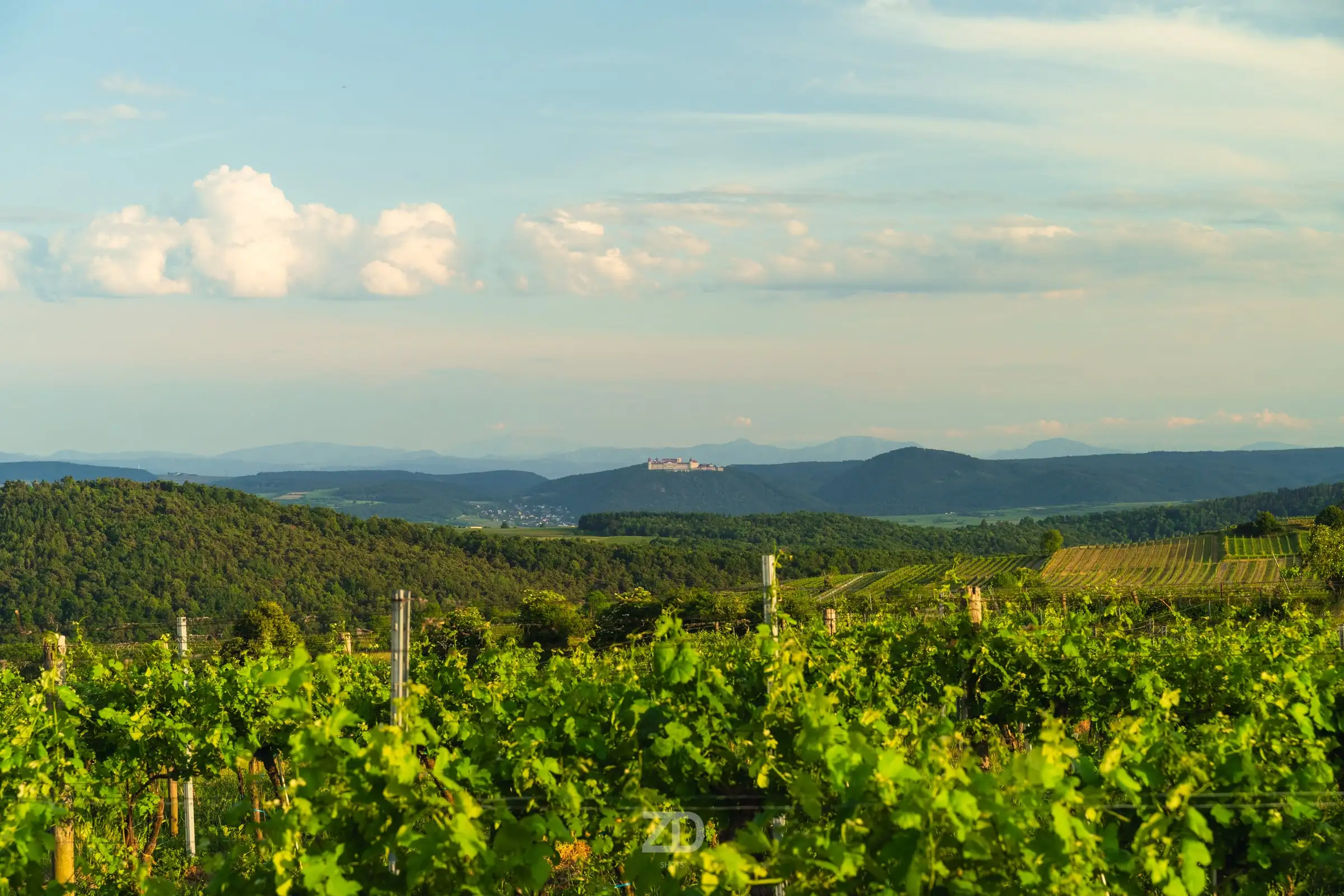 Weingarten mit Hügeln im Hintergrund